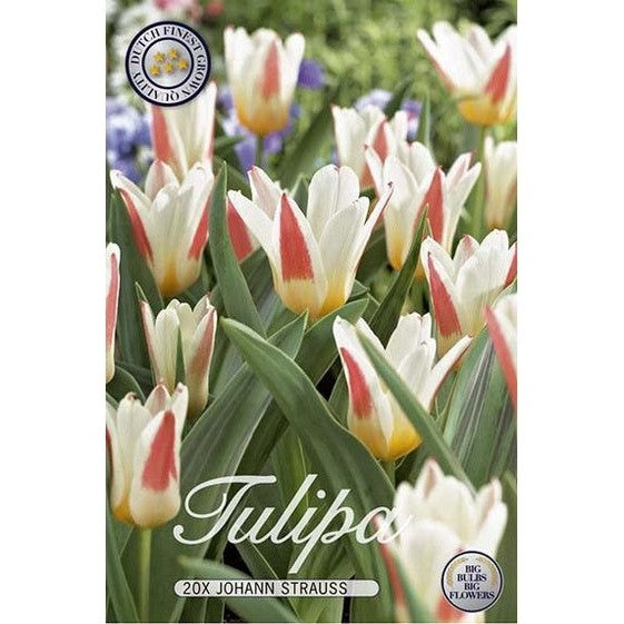 Tulpan Johan Strauss 15-pack